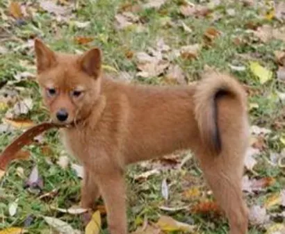 芬兰猎犬的养护常识 不适合在公寓饲养 | 芬兰猎犬