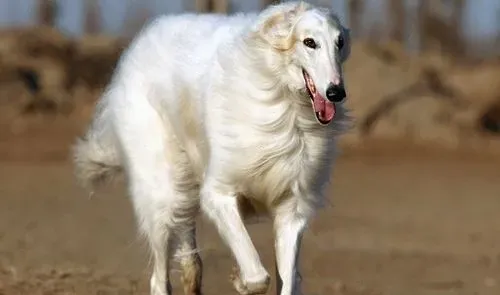 苏俄猎狼犬的智商 苏俄猎狼犬智商不是很高 | 苏俄猎狼犬