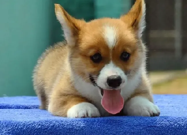 柯基犬|柯基犬拉肚子，便血这是患上细小疾病了吗
