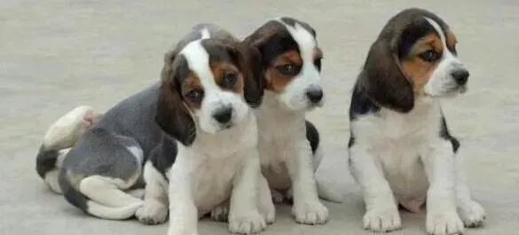 比格犬|怎样与比格犬保持长久的交流