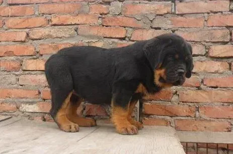 罗威纳犬|美丽有秘诀 超实用罗威纳犬洗澡宝典