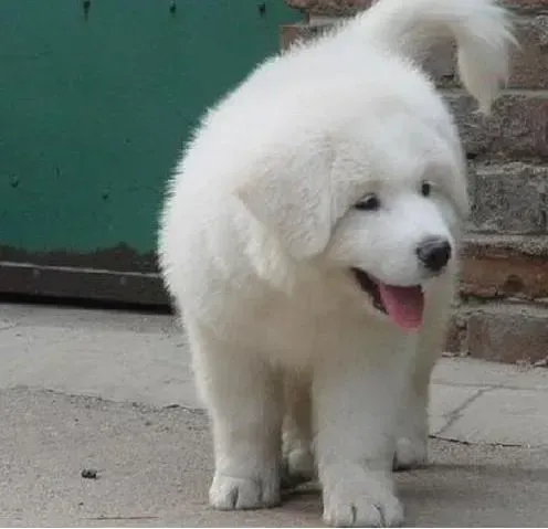 大白熊犬|怎样让大白熊犬的皮肤光洁如新