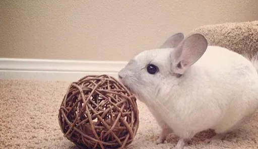 龙猫喜欢吃什么 龙猫是天生的素食主义者 | 龙猫