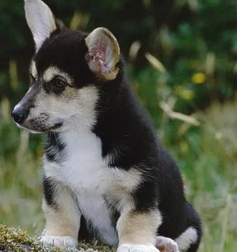 柯基犬|柯基犬肠胃道寄生虫感染症状