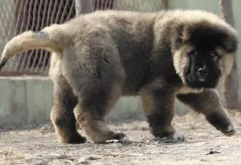 高加索犬|高加索犬老流眼泪有严重泪痕怎么去除
