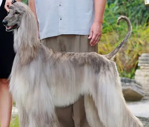 阿富汗猎犬智商 智商排名是79 | 阿富汗猎犬