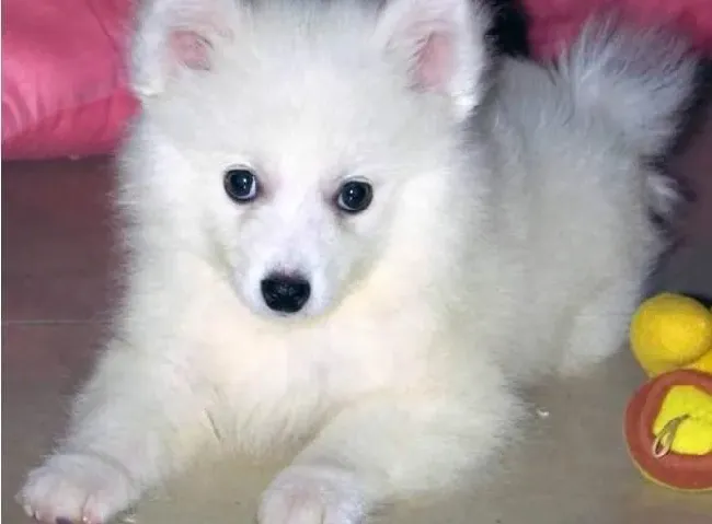 银狐犬|喂养银狐犬的时候会有哪些疑惑