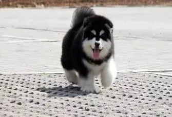 阿拉斯加犬|如何让新手阿拉斯加犬喜欢上游泳这项运动