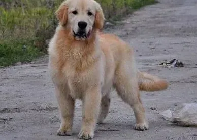 金毛|盘点金毛犬上厕所的训练原则