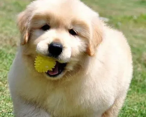 金毛|如何让家中的金毛犬和睦的相处在一起