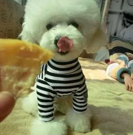 贵宾犬|带着贵宾犬外出住旅馆有哪些讲究