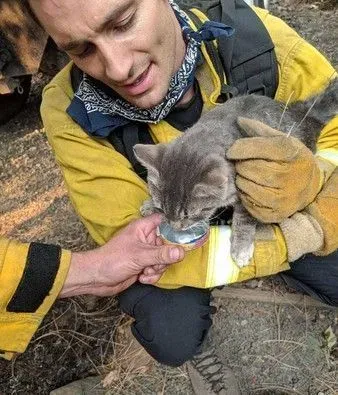 森林大火小猫死里逃生 得消防员解救瞬间成好朋友