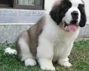 圣伯纳犬|推荐治疗圣伯纳狗狗感冒效果比较理想的几种方法