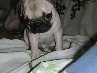 巴哥犬|巴哥犬日常护理之耳朵护理
