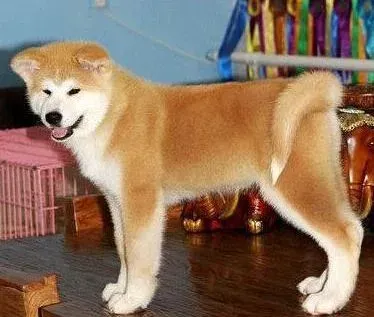 秋田犬|训练秋田犬时需要主人们掌握的难点