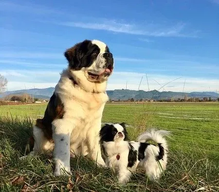 根本宠物界白马王子！圣伯纳甘愿当蝴蝶犬的驮兽 | 狗