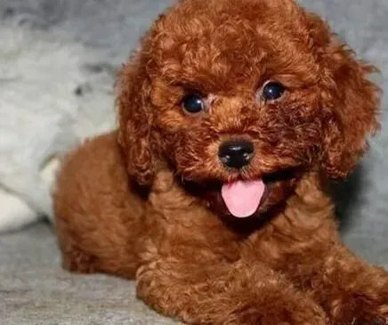 贵宾犬|除虫有妙招 贵宾犬身上的跳蚤怎样驱除