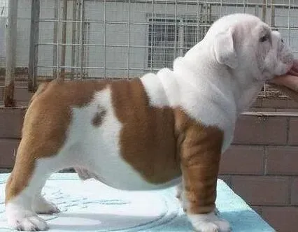 英国斗牛犬|斗牛犬不挑食为什么还不长肉消瘦