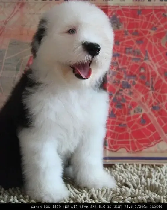 古代牧羊犬|古代牧羊犬剃光毛发后，不吃不喝没事吧
