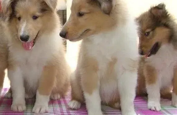 苏格兰牧羊犬|苏格兰牧羊犬生病好几天都吐血了没事吧