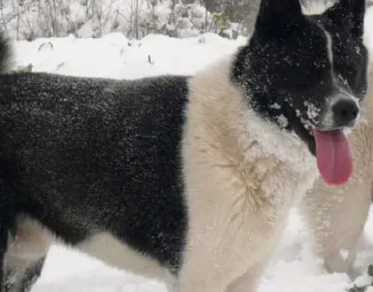 美系秋田犬的优缺点 比较善解人意的狗狗 | 美系秋田犬