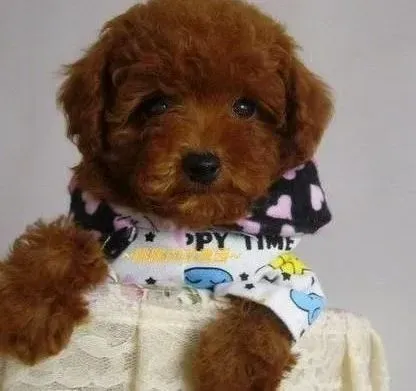 泰迪犬|医疗常识之如何让泰迪犬顺利的吃药
