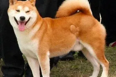 秋田犬|秋田犬吃狗粮不咀嚼是牙齿不好吗