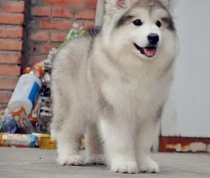 阿拉斯加犬|如何控制阿拉斯加雪橇犬在外出前过度兴奋