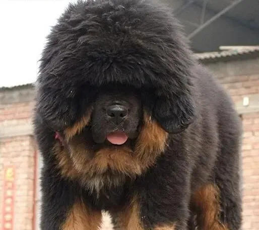藏獒|牛奶会对藏獒的身体构成威胁吗