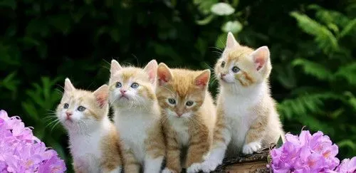 猫春天掉毛 猫的春季饲养管理需要注意事项 | 猫