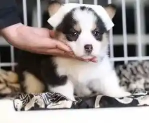 柯基犬|小柯基犬的食欲非常不好应该怎么办