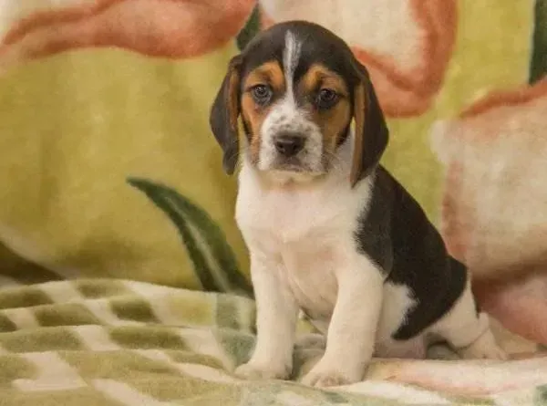 比格犬|比格犬误喝了几口84消毒水会不会死