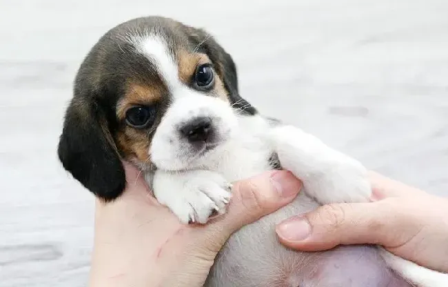 比格犬|冬天想要养好比格犬我们要怎样做