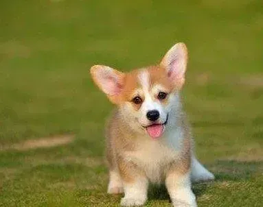 柯基犬|柯基犬患上细小口吐透明的液体应如何医治