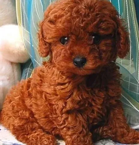 泰迪犬|“富贵病”对于泰迪犬的健康危害大