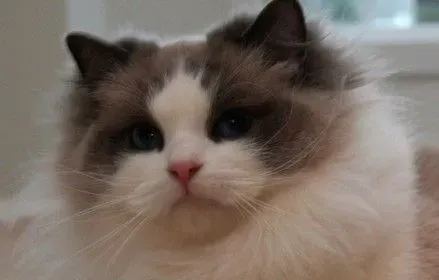 布偶猫耳朵有圆的吗  布偶猫耳朵原来这样最好看 | 布偶猫