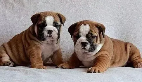 英国斗牛犬|斗牛犬产后反复发烧是什么毛病