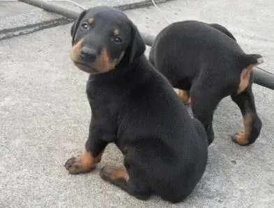 杜宾犬|杜宾犬喝完冰镇牛奶拉肚子，需要吃药吗