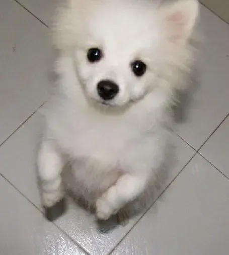 银狐犬|银狐犬夏季生活的饲养典范