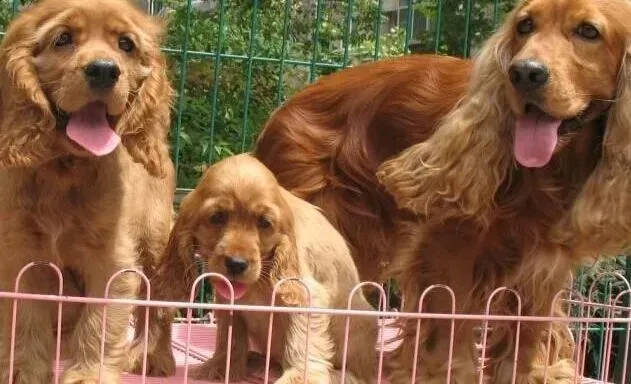 可卡犬|求指教 怎样挑选健康可爱的可卡犬宝宝