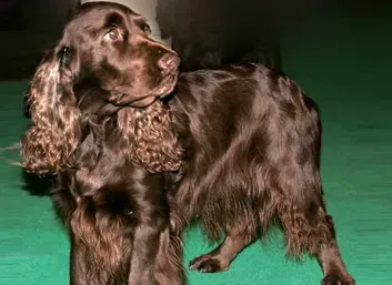 田野猎犬的形态特征 该犬体长略大于肩高 | 田野猎犬