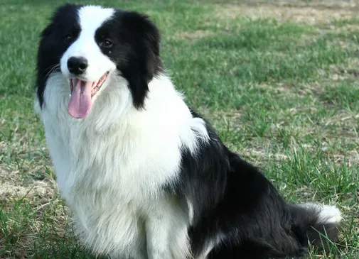 边境牧羊犬怎么辨别 边境牧羊犬好区分吗 | 边境牧羊犬