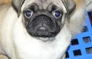 巴哥犬|刚拿回来两天的巴哥犬没有便便过 这个问题如何解决