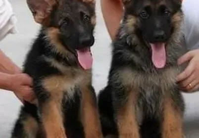 德国牧羊犬|如何为德国牧羊犬补充营养 德牧的饮食必备常识
