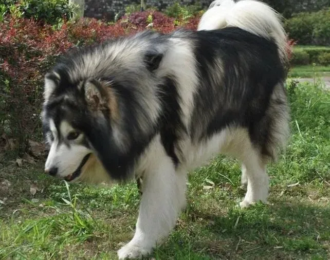 阿拉斯加犬|阿拉斯加犬的常见疾病