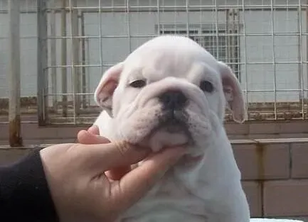 英国斗牛犬|斗牛犬发烧的时候要怎样医治