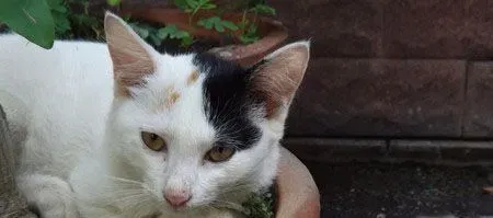 如何自制猫厕所 三步骤轻松搞定猫厕所 | 猫