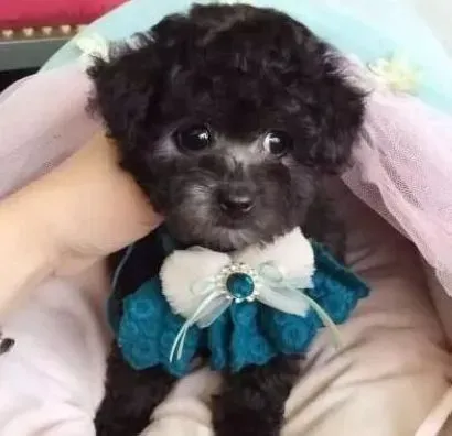 泰迪犬|冬季为泰迪犬提供从里到外的主动保护是关键