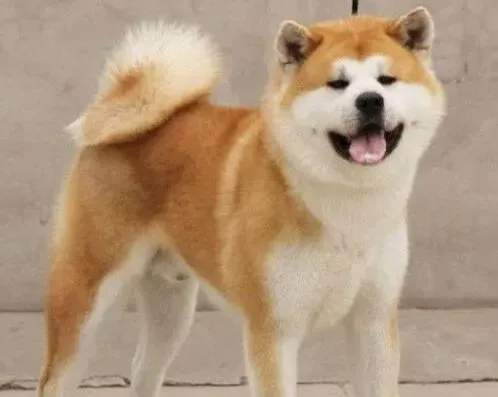 秋田犬|秋田犬吃鸡骨头后吐了，怎么办