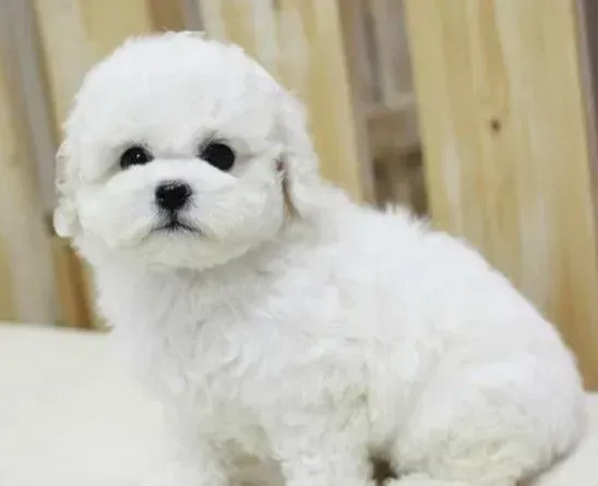 比熊犬|比熊犬换牙周炎的症状及预防方法
